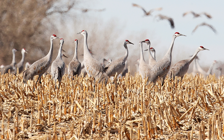 Sandhill cranes arriving in Central Nebraska